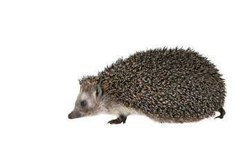 Forest hedgehog on a white background.
