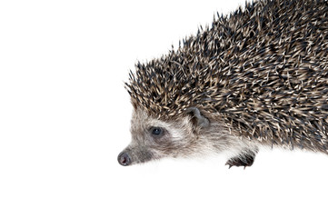 Forest hedgehog on a white background.