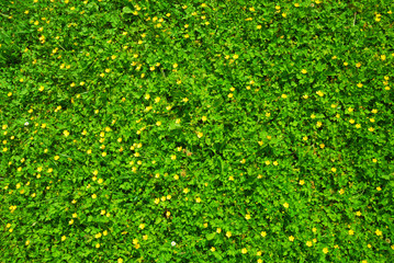 Spring green grass texture with flowers - 53354280
