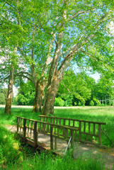 Small wooden bridge and plane trees in spring