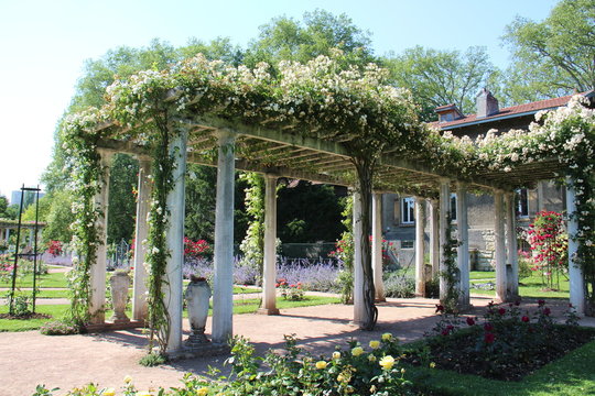 Lyon, parc de la t&ecirc;te d'or - Roseraie