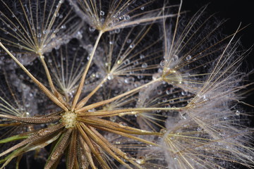Dandelion seeds covered water drops
