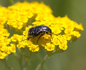 beetle on yellow flower in nature. macro