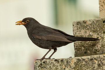 Amsel