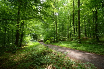 Waldweg im Sommer