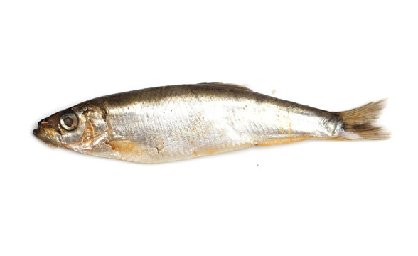 Sprat fish isolated on white background