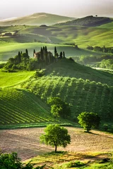 Foto op Plexiglas Toscane Boerderij met olijfbomen en wijngaarden