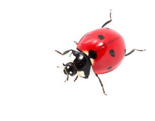 ladybug on a white background. macro