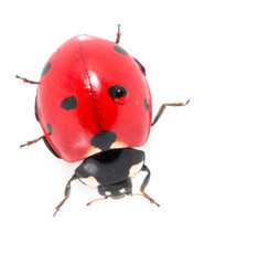 ladybug on a white background. macro © schankz