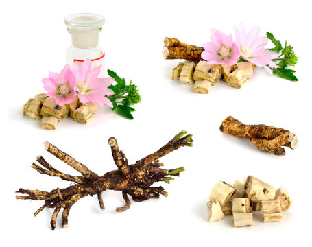 Flowers and roots Althaea (genus)