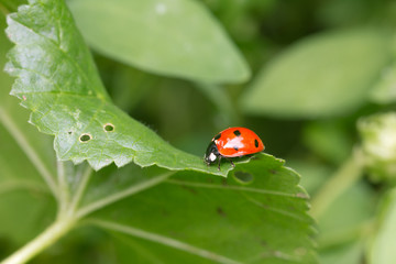 ladybug in the grass in nature. macro