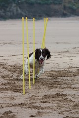 working type english springer spaniel gundog pet agility weaves