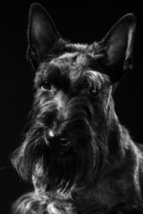 Black Scottish terrier Trixie