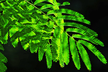 Sfondo di foglie controluce