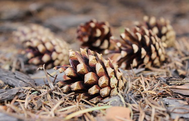 Naklejka na ściany i meble Pine cones on forest floor