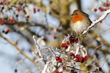 Robin, Erithacus rubecula