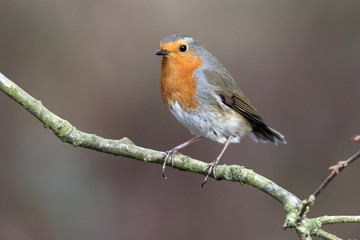 Robin, Erithacus rubecula