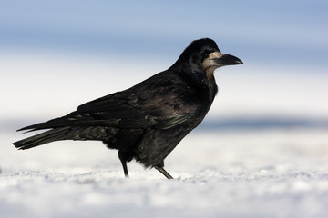 Rook, Corvus frugilegus