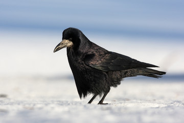 Rook, Corvus frugilegus