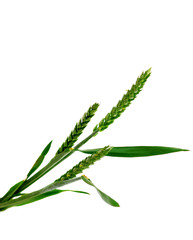 Fototapeta premium green wheat