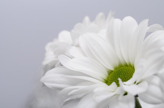 Fototapeta White daisy