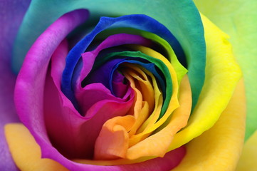 Fototapeta na wymiar Close up of rainbow rose heart