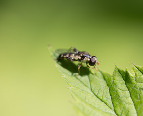 Fototapeta premium little fly in nature. macro