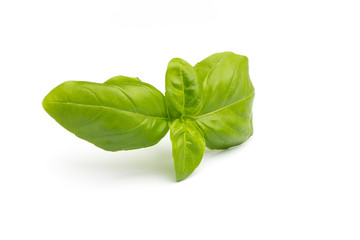 Basil.