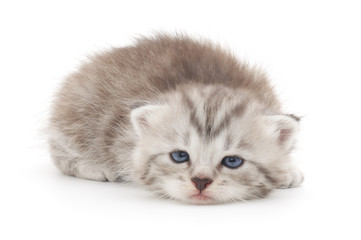 Kitten on a white background