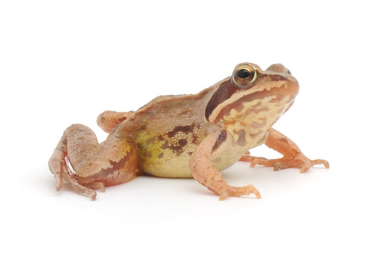 Brown frog