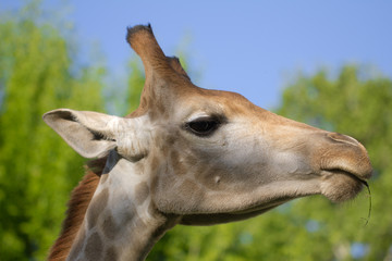Obraz premium giraffe's head in the nature