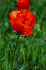 Single poppy flower in the field