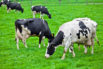 Cows on meadow with green grass. Grazing calves