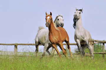 trzy konie arabskie - obrazy, fototapety, plakaty