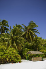 Fototapeta premium Maldives Beach with small Hut