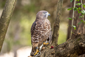 Broad-Winged Hawk