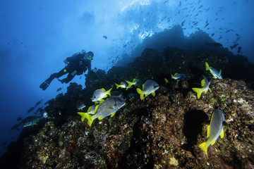 Fototapeta na wymiar Scuba Diver z School of Fish