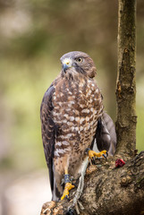 Broad-Winged Hawk