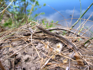 The grey lizard near the river