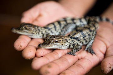 Little baby crocodiles