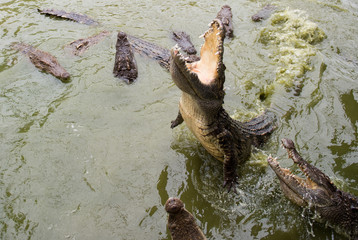 Crocodiles