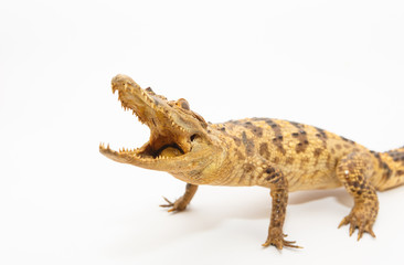 Naklejka premium Young Crocodile