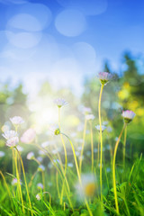 Obraz na płótnie Canvas Small daisies in sunlight