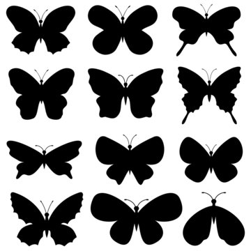 Butterflies collection.