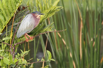 Green Heron (Butorides virescens)