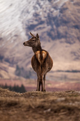 Glen Etive Deer