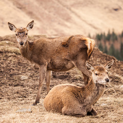 Glen Etive Deer