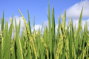 Paddy blossoming Thailand