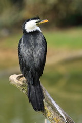 cormoran perché à l'affût