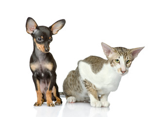 dog together with a cat. isolated on white background